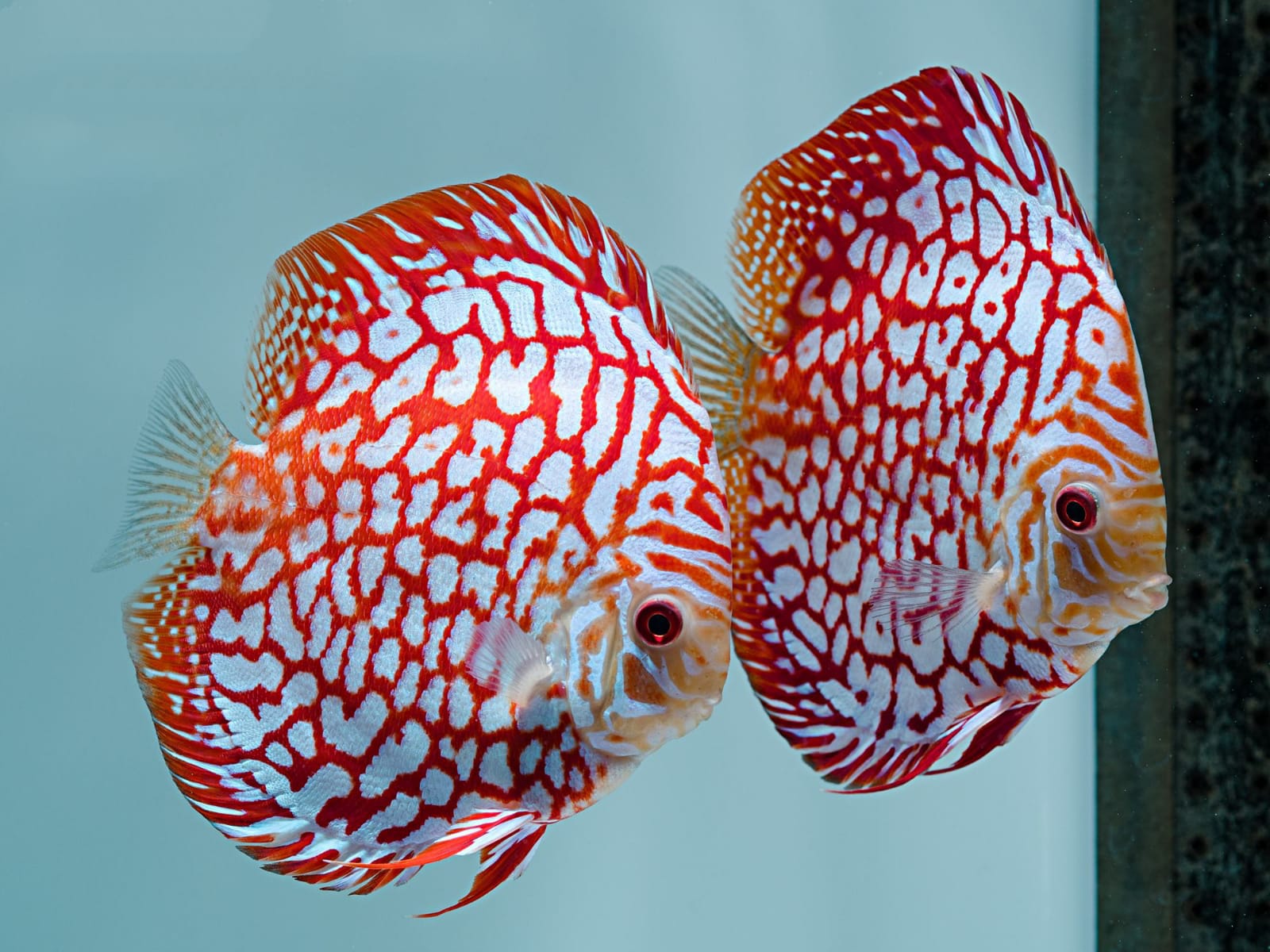 RED PIGEON CHECKERBOARD Discus